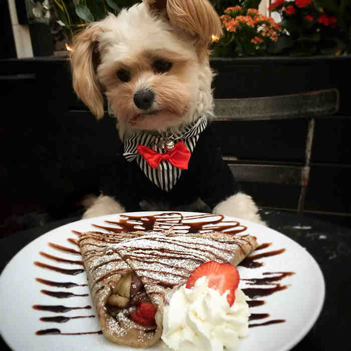 Instagram/Popeye The Foodie Dog