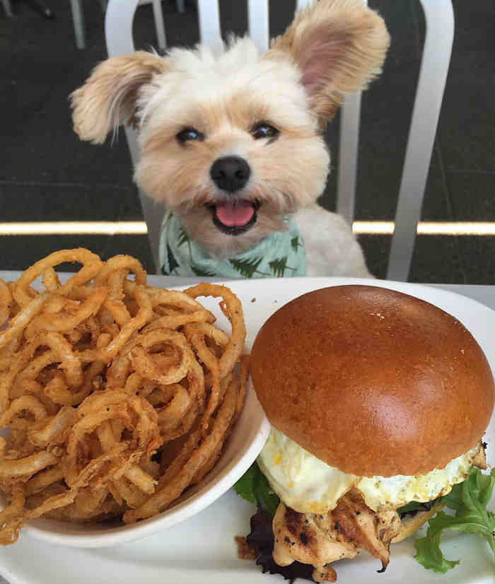 Instagram/Popeye The Foodie Dog