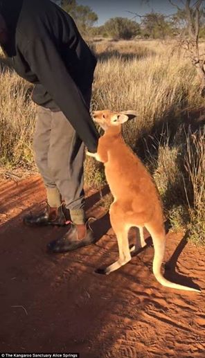 The Kangaroo Sanctuary Alice Springs/Facebook