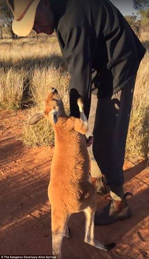 The Kangaroo Sanctuary Alice Springs/Facebook