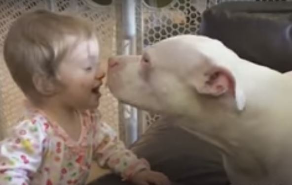 This Pit Bull And His Deaf Baby Human…