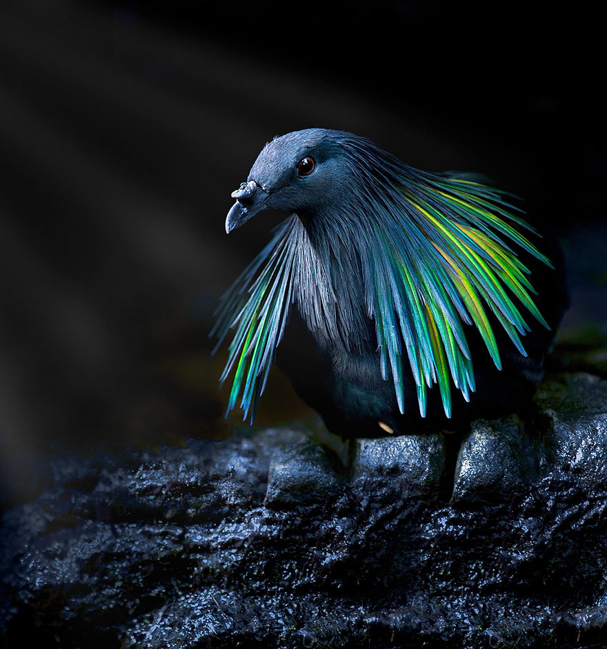 This Bird Species Probably Has The Most Beautiful Feathers In The Whole
