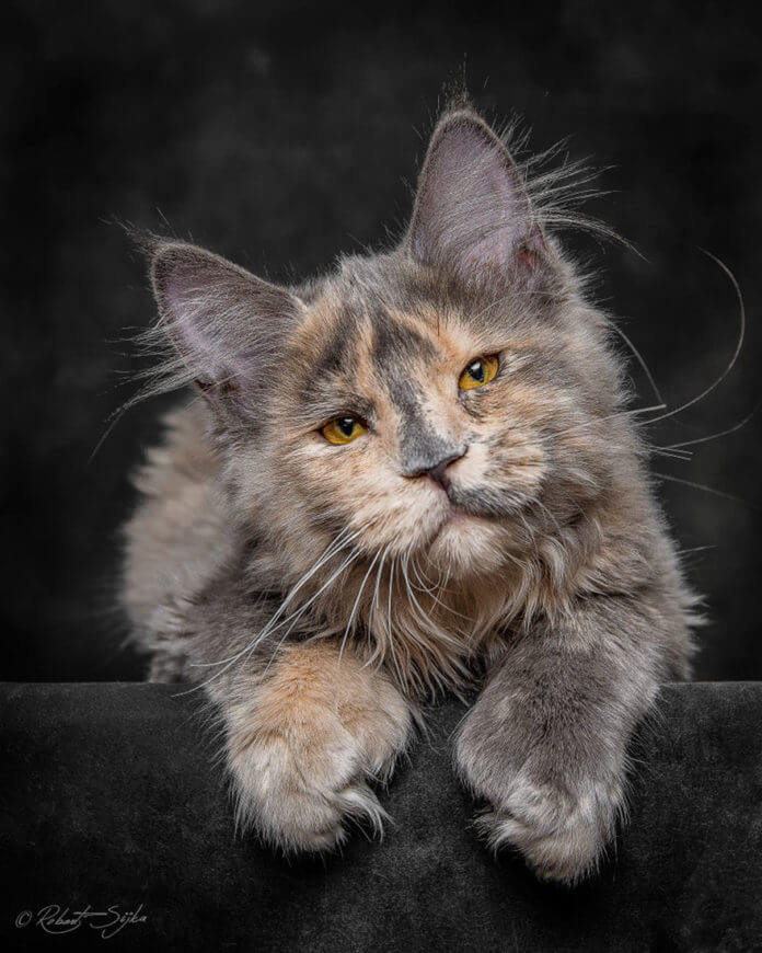 Have You Ever Seen A Maine Coon Closely? This Is What You May Have