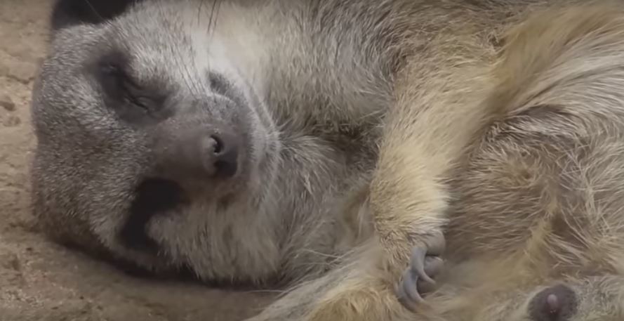 Meerkat Can’t Stop Stealing Naps! Cuteness Overload! – AwwThings.com