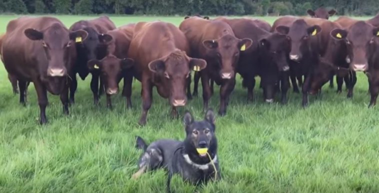 These 14 Cows Are Totally Weirded Out By The Pooch That Is In Front Of ...