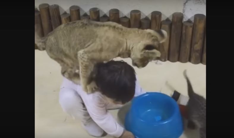 Lion Cub And Baby Human Share The Cutest…