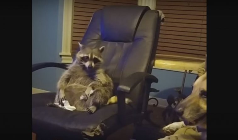 Raccoon Lounges Comfortably On A Chair Whilst Watching A Movie ...