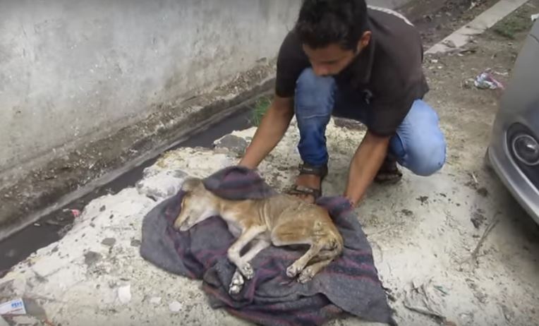 YouTube/Animal Aid Unlimited, India