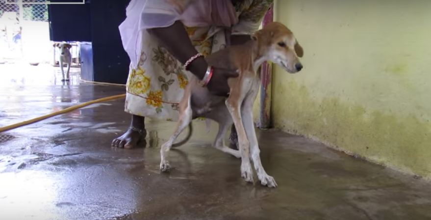 YouTube/Animal Aid Unlimited, India
