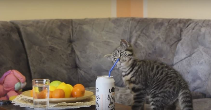 Drinking Straw Gets Kitten Feeling Extremely Baffled. What…