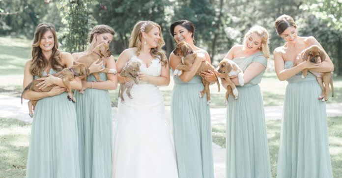 wedding-photos-with-rescue-puppies-696x362