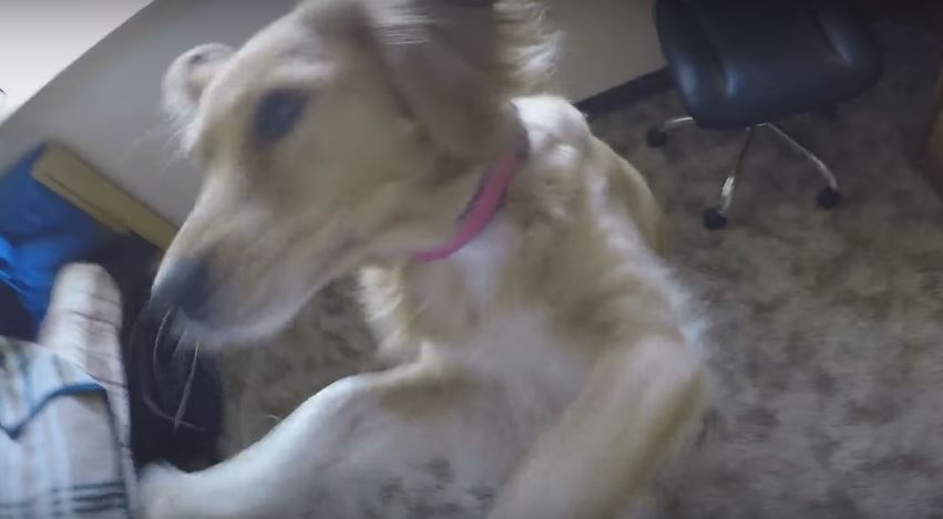 Dog Earns His Favorite Snack By Doing All…