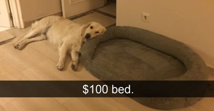 10 Hilarious Dog Snapchats That You Simply Can’t…
