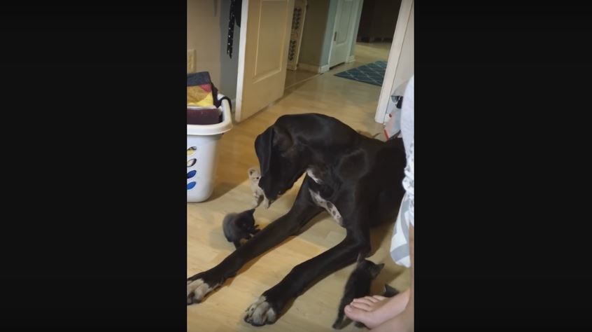 Giant Great Dane Gets Introduced To Tiny Kittens