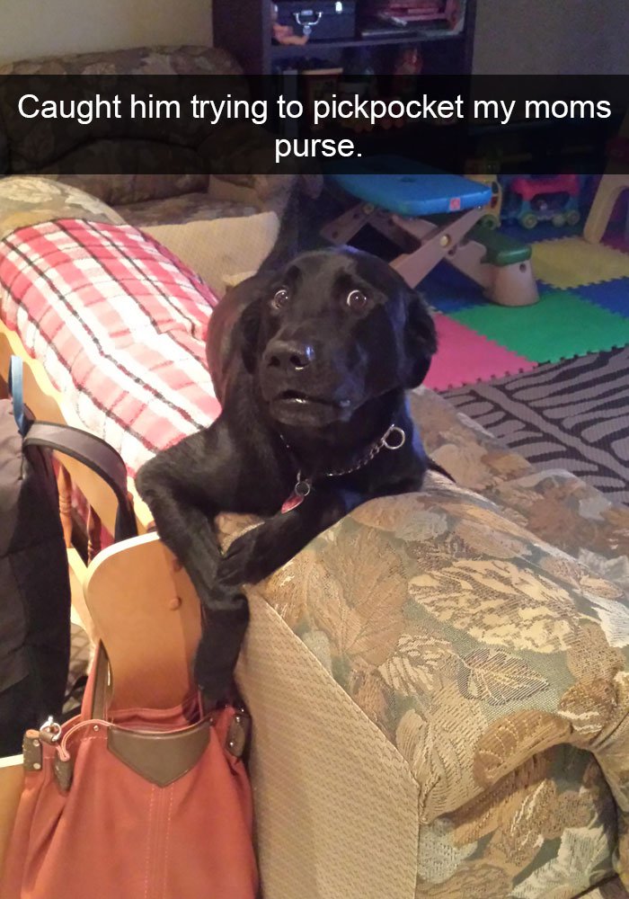 10 Hilarious Dog Snapchats That You Simply Can’t Ignore! – Awwthings.com