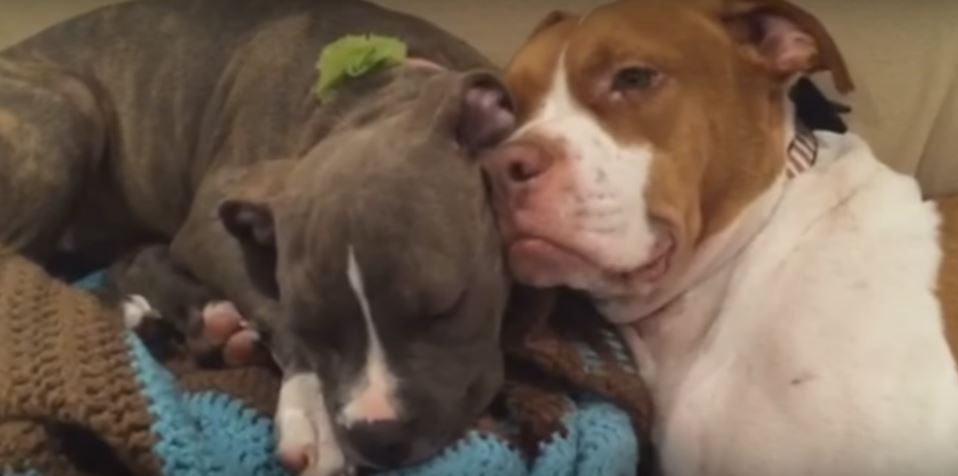 This Puppy Snores Like A Foghorn Her Brother…