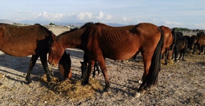 Almost 80 Horses In Spain Were Left To…
