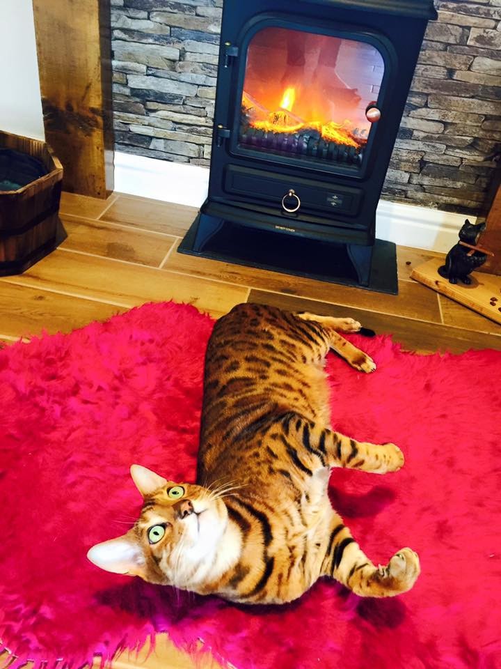 This Luxurious Cat Hotel Is Something Right Out Of A Cat’s Dream