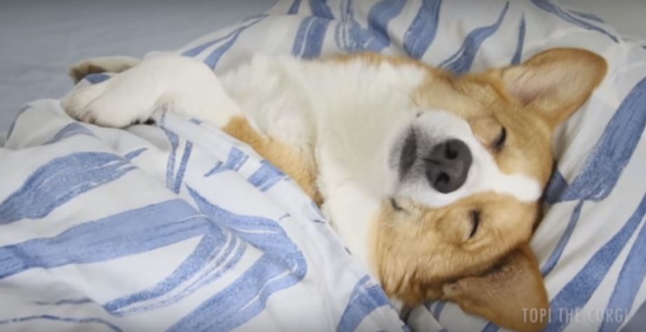 Corgi Pooch Snoozes Alarm Five Times… Then Regrets Not Waking Up Early ...