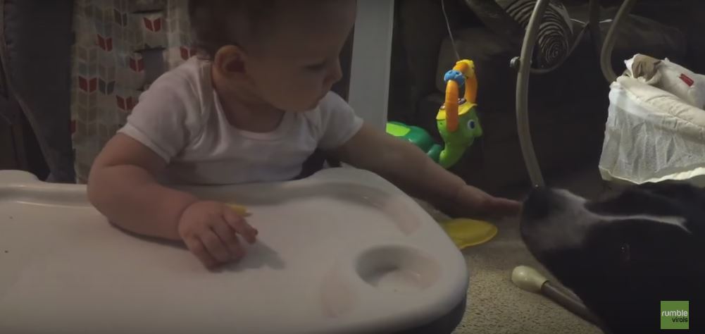 Baby Shares Food With His Friend Pit Bull.…
