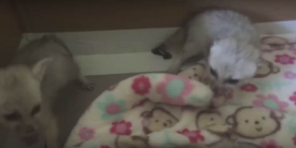 These Baby Fennec Foxes Reaction Upon Tasting Meat For The First Time Is Just Way Too Cute To Handle Awwthings Com