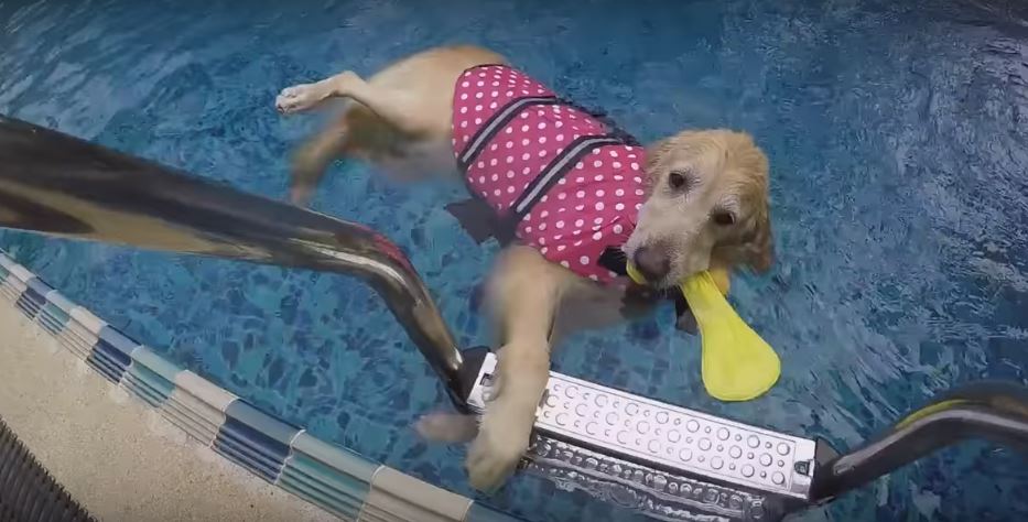 golden retriever puppy floating in pool