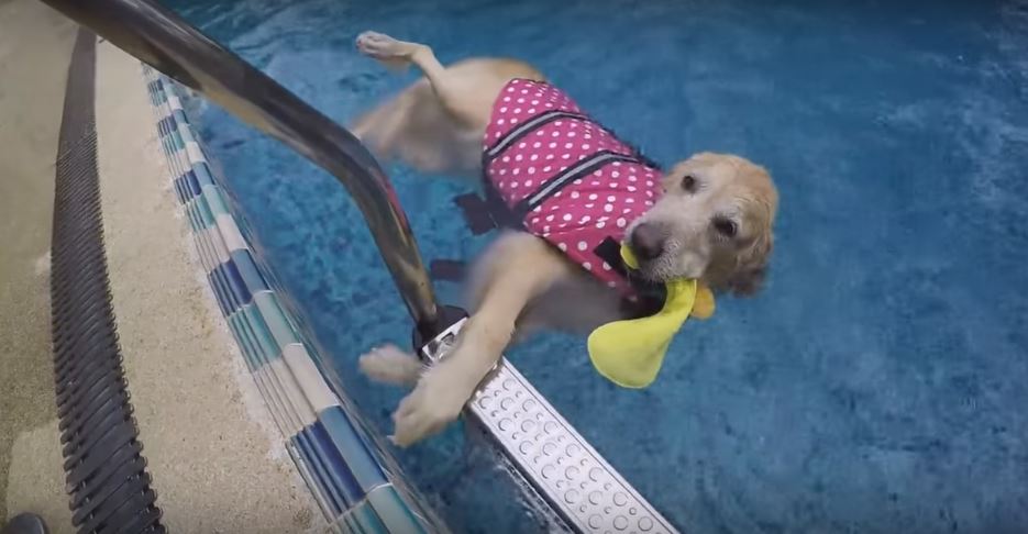 golden retriever flamingo floatie