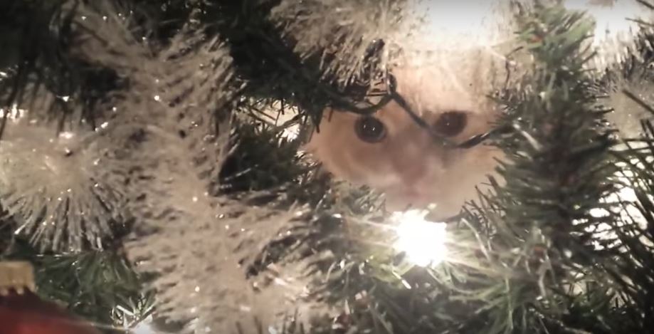 Rescue Cat Finds Herself Stuck In A Christmas Tree