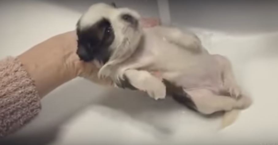 When Can Newborn Puppies Take A Bath