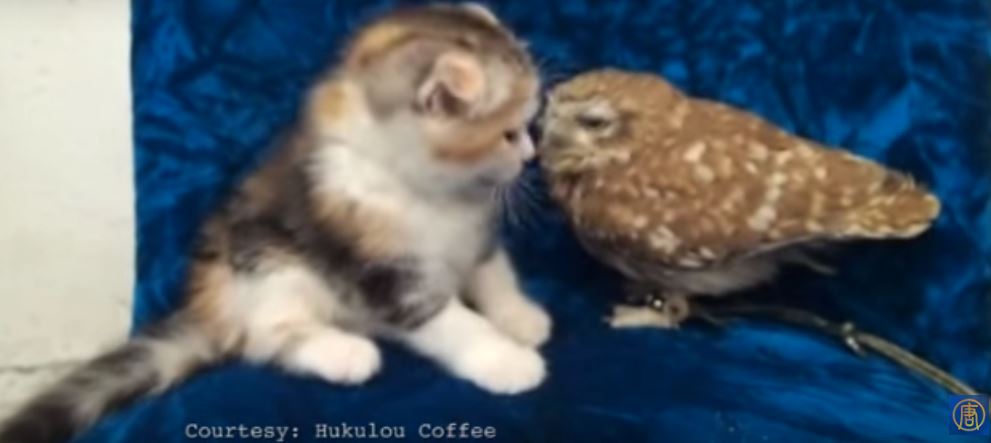 Is This The Cutest Friendship Ever?! Kitten And…
