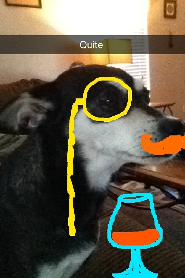 100 Hilarious Dog Snapchats That Will Get You LOLing For Days