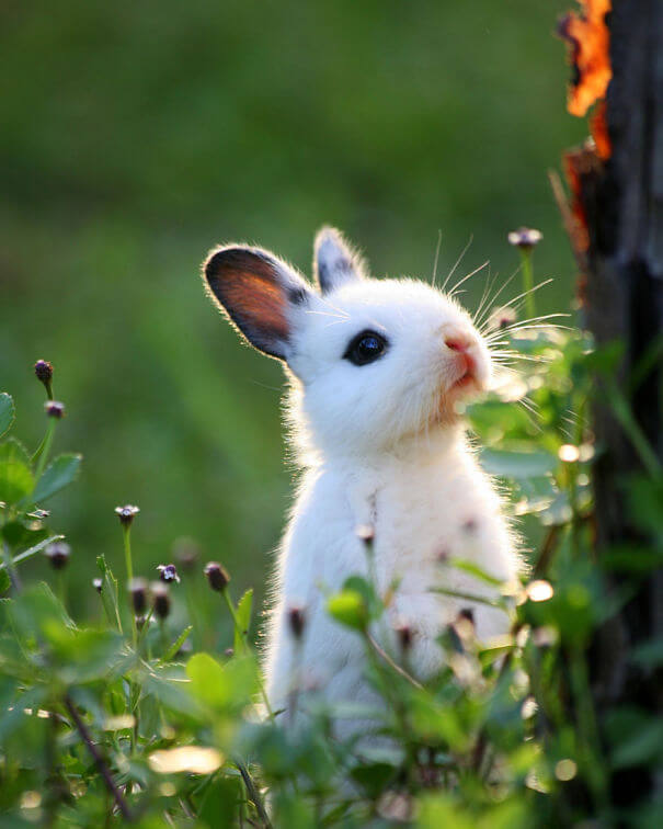75 Photos Of Irresistibly Cute Bunnies That Will Put A Smile On Your ...