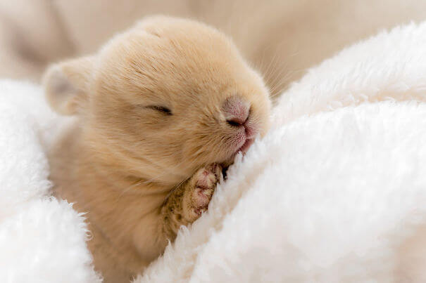 75 Photos Of Irresistibly Cute Bunnies That Will Put A Smile On Your ...