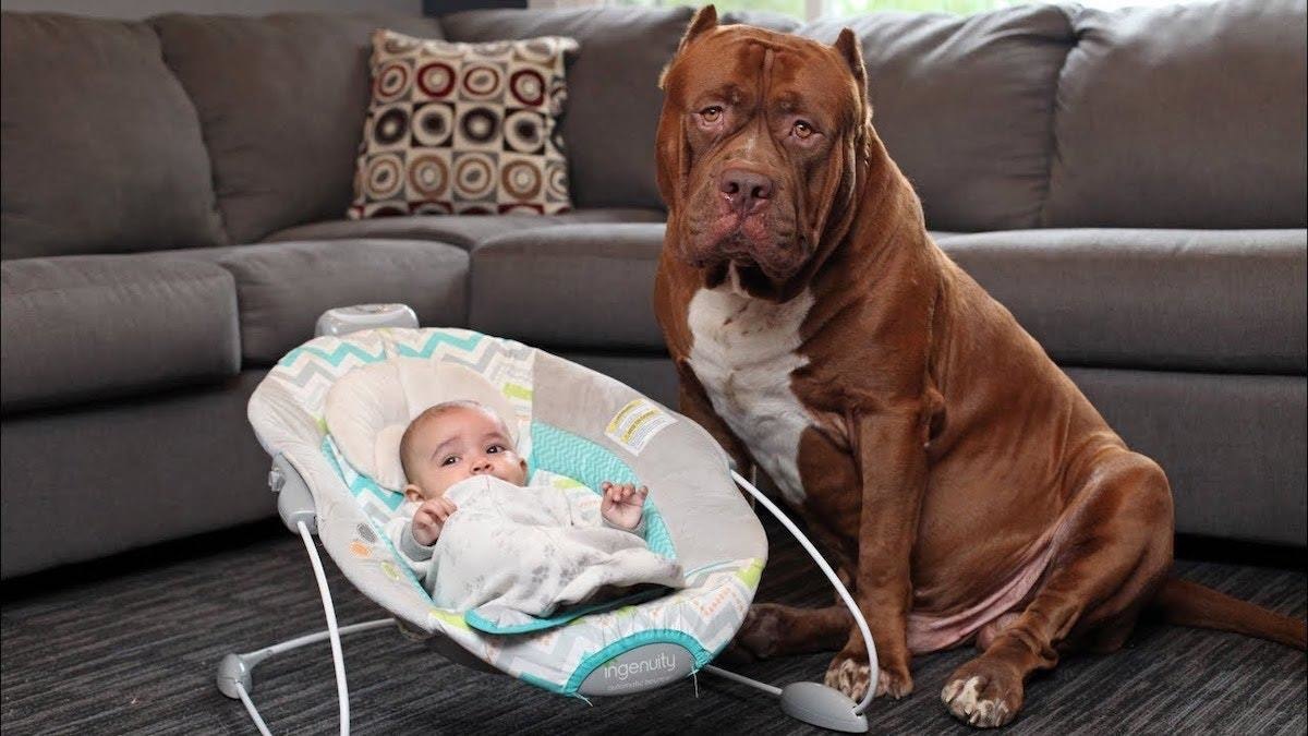 What Happens When Parents Leave Their Newborns Alone With Dogs
