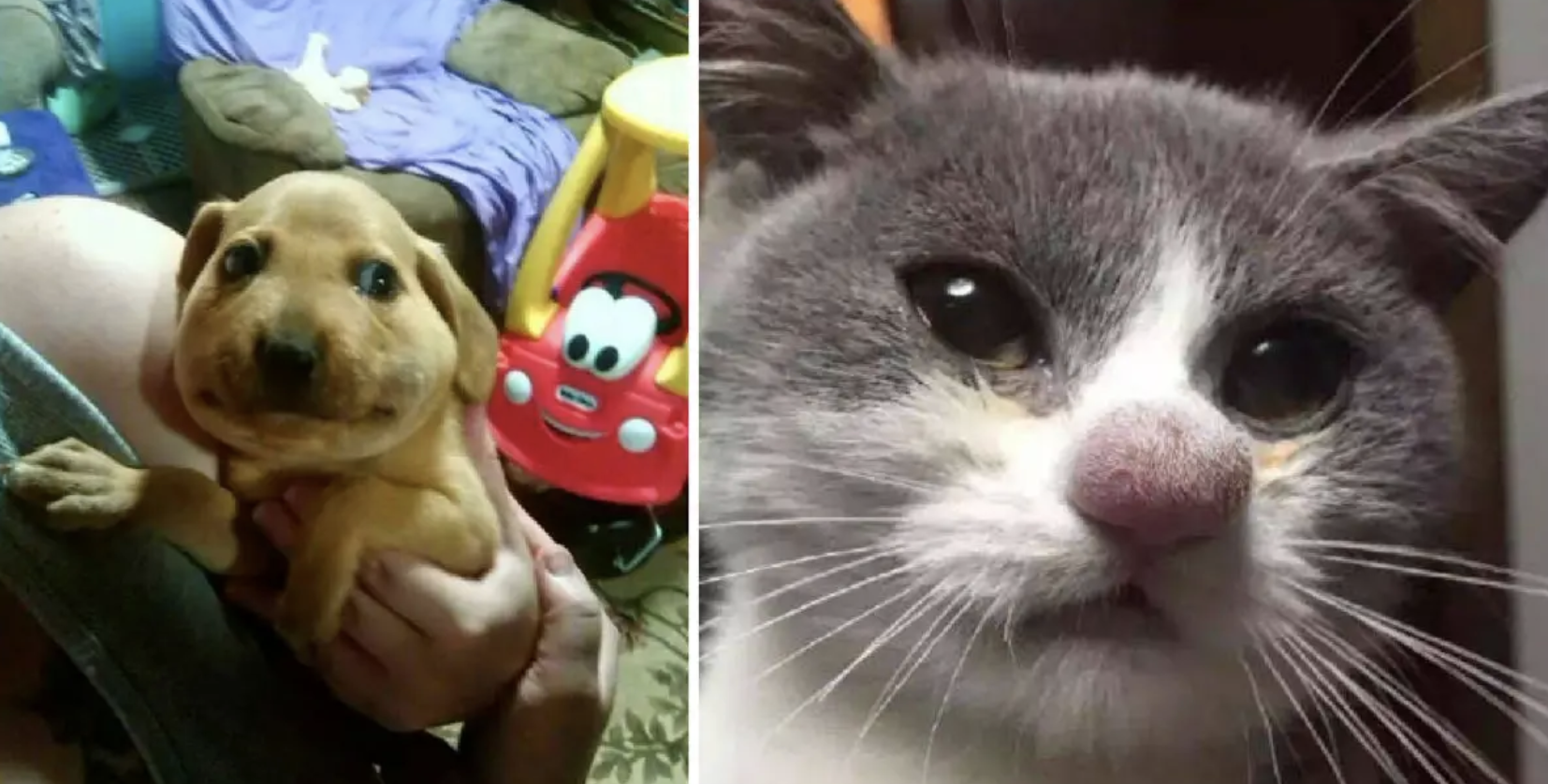 These Pets Messed With The…