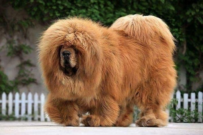 These Pictures Of Tibetan Mastiffs Are Truly The Cutest Pictures On The Internet